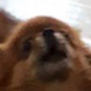 Meet your Posher, Simon